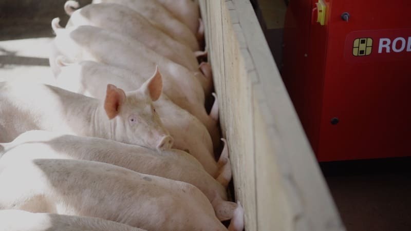 Suínos alinhados na baia sendo alimentados pelo ROBOAGRO.